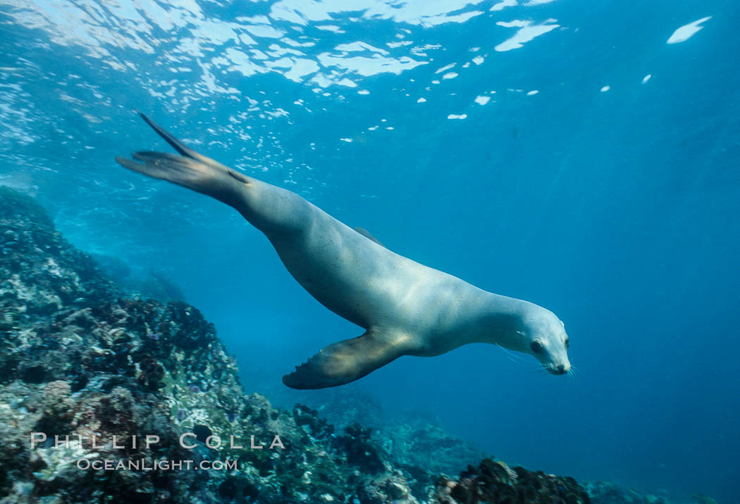 California sea lion, Coronado Islands. Coronado Islands (Islas Coronado), Baja California, Mexico, Zalophus californianus, natural history stock photograph, photo id 02949