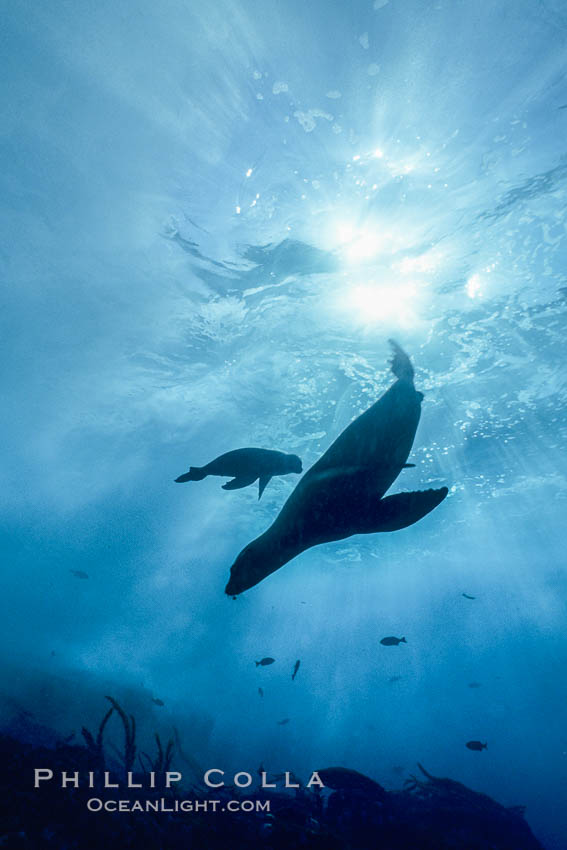 California sea lion. Guadalupe Island (Isla Guadalupe), Baja California, Mexico, Zalophus californianus, natural history stock photograph, photo id 02957