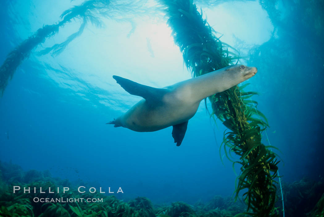 California sea lion, San Benito Islands. San Benito Islands (Islas San Benito), Baja California, Mexico, Zalophus californianus, natural history stock photograph, photo id 02969