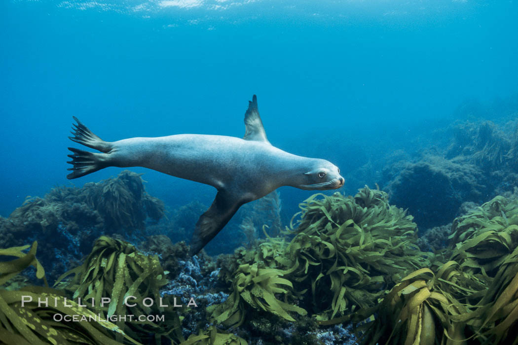 California sea lion. Guadalupe Island (Isla Guadalupe), Baja California, Mexico, Zalophus californianus, natural history stock photograph, photo id 02981