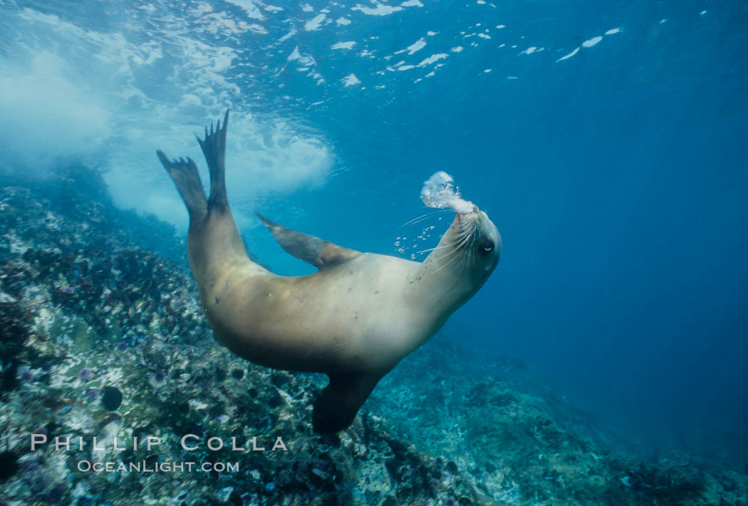 California sea lion, Los Coronado Islands. Coronado Islands (Islas Coronado), Baja California, Mexico, Zalophus californianus, natural history stock photograph, photo id 03053