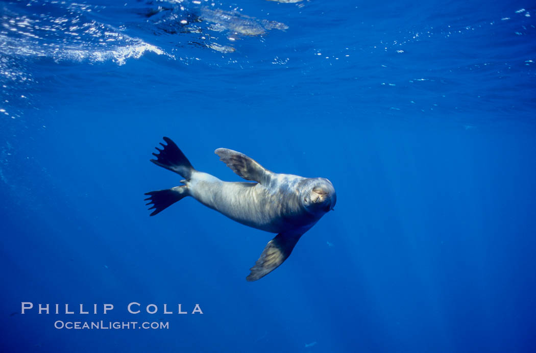 California sea lion., Zalophus californianus, natural history stock photograph, photo id 03089