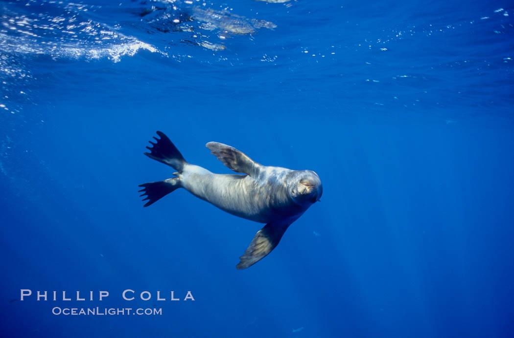 California sea lion. Guadalupe Island (Isla Guadalupe), Baja California, Mexico, Zalophus californianus, natural history stock photograph, photo id 03089