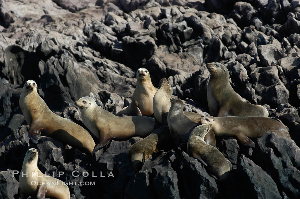 California sea lion, Coronado Islands. Coronado Islands (Islas Coronado), Baja California, Mexico, Zalophus californianus, natural history stock photograph, photo id 06958