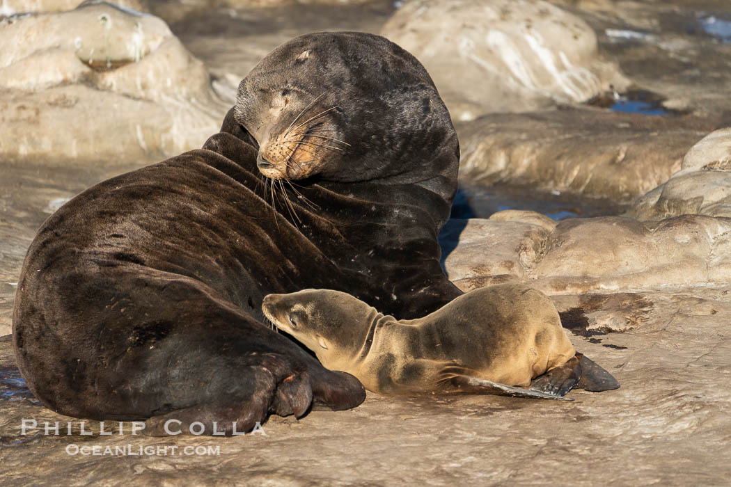 California sea lion nuzzles a huge adult male bull.  This is unusual behavior but the bull accepted the tiny pup and did not push it away or injure it. La Jolla, USA, Zalophus californianus, natural history stock photograph, photo id 40180