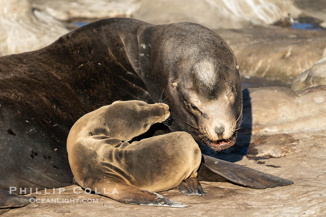 California sea lion nuzzles a huge adult male bull.  This is unusual behavior but the bull accepted the tiny pup and did not push it away or injure it. La Jolla, USA, Zalophus californianus, natural history stock photograph, photo id 40179