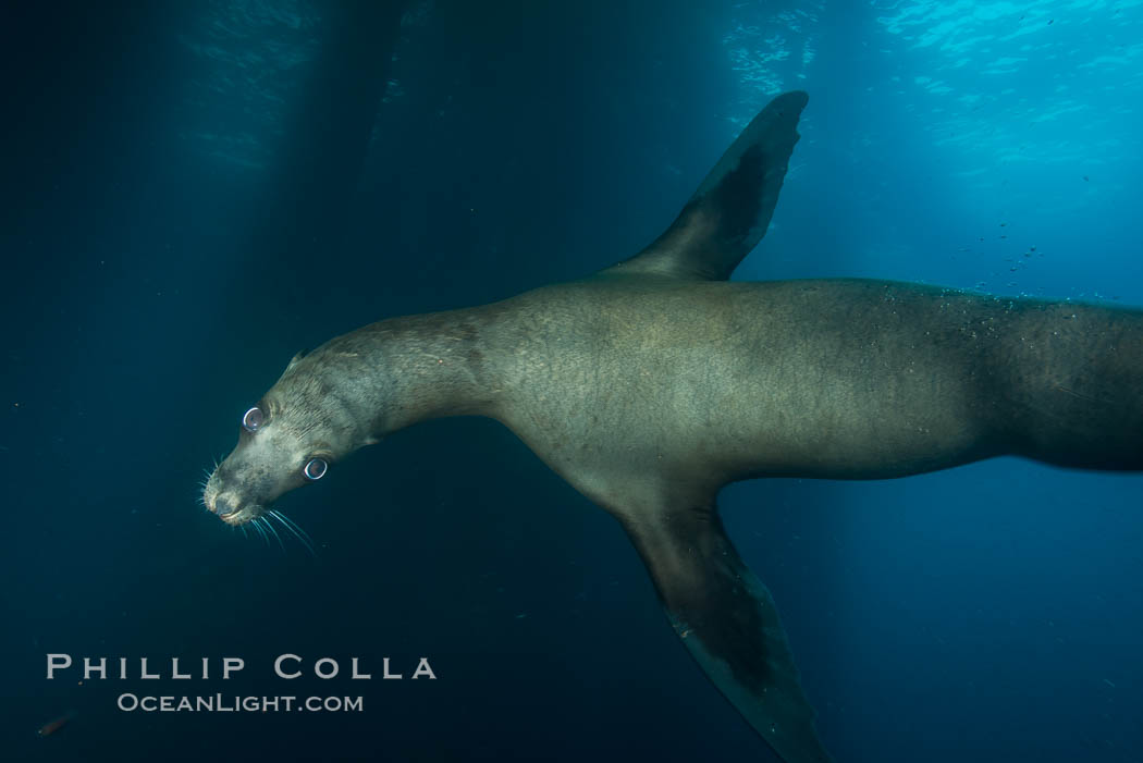 California sea lion at oil rig Eureka, underwater, among the pilings supporting the oil rig. Long Beach, USA, Zalophus californianus, natural history stock photograph, photo id 31084
