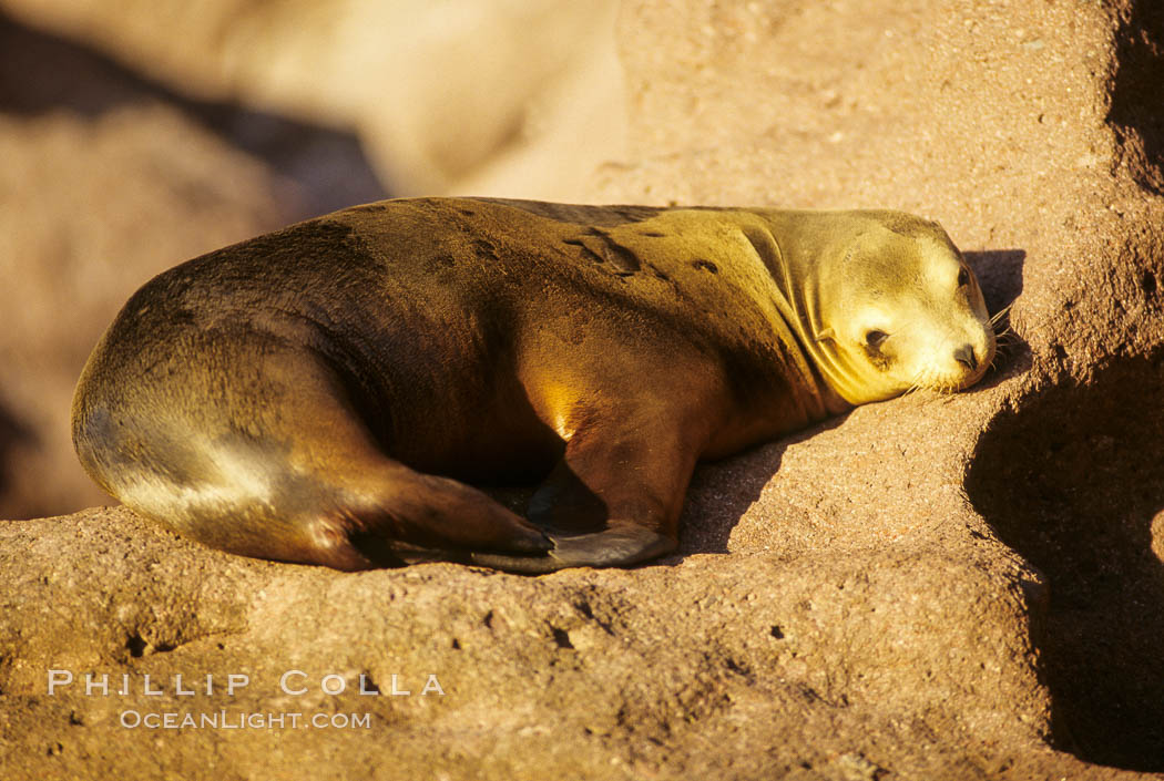 California sea lion, Sea of Cortez., Zalophus californianus, natural history stock photograph, photo id 00300
