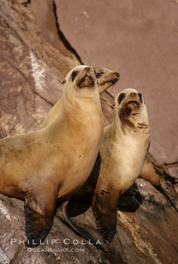 California sea lions, Coronado Islands. Coronado Islands (Islas Coronado), Baja California, Mexico, Zalophus californianus, natural history stock photograph, photo id 02936