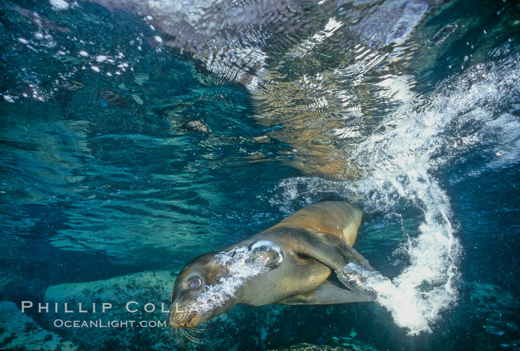 California sea lion, Sea of Cortez., Zalophus californianus, natural history stock photograph, photo id 03060