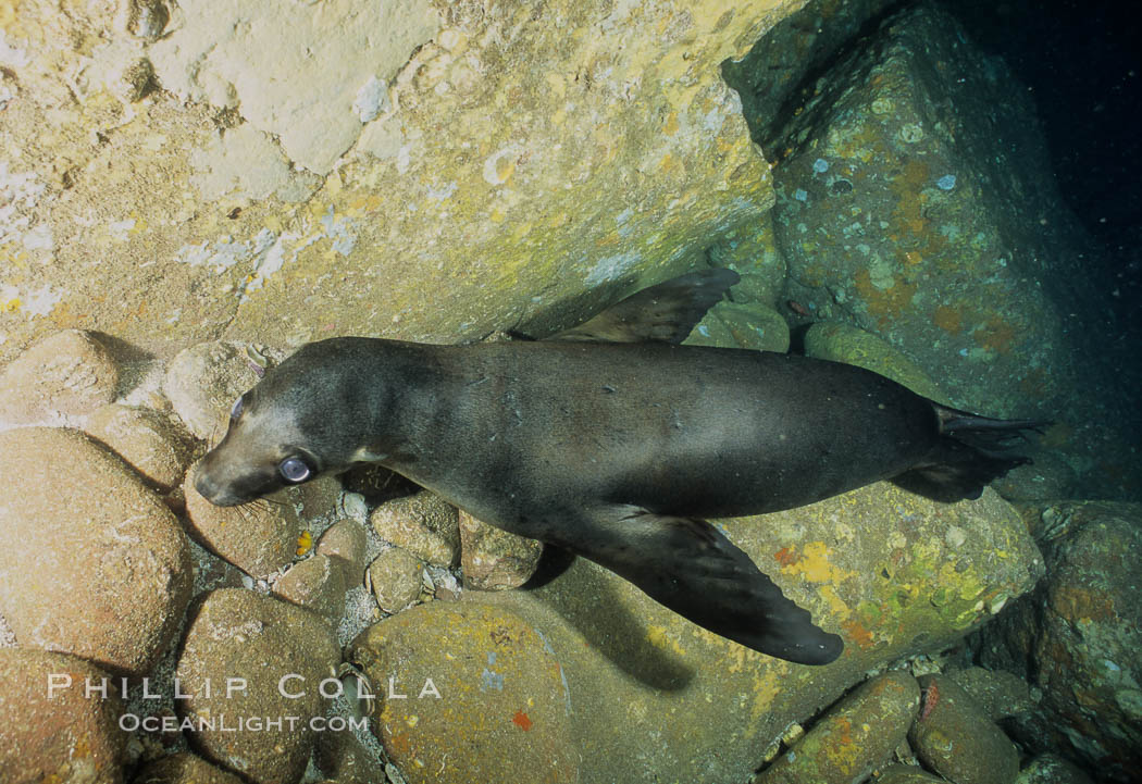 California sea lions, juveniles, Los Islotes., Zalophus californianus, natural history stock photograph, photo id 04760