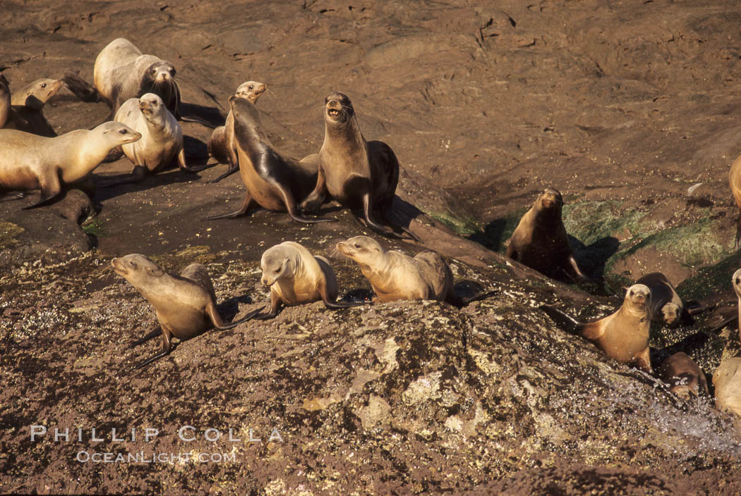 California sea lions, hauled out at rookery/colony, Baja California., Zalophus californianus, natural history stock photograph, photo id 05020