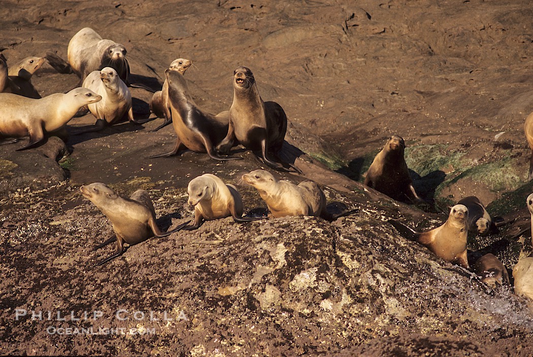 California sea lions, hauled out at rookery/colony, Baja California., Zalophus californianus, natural history stock photograph, photo id 05020