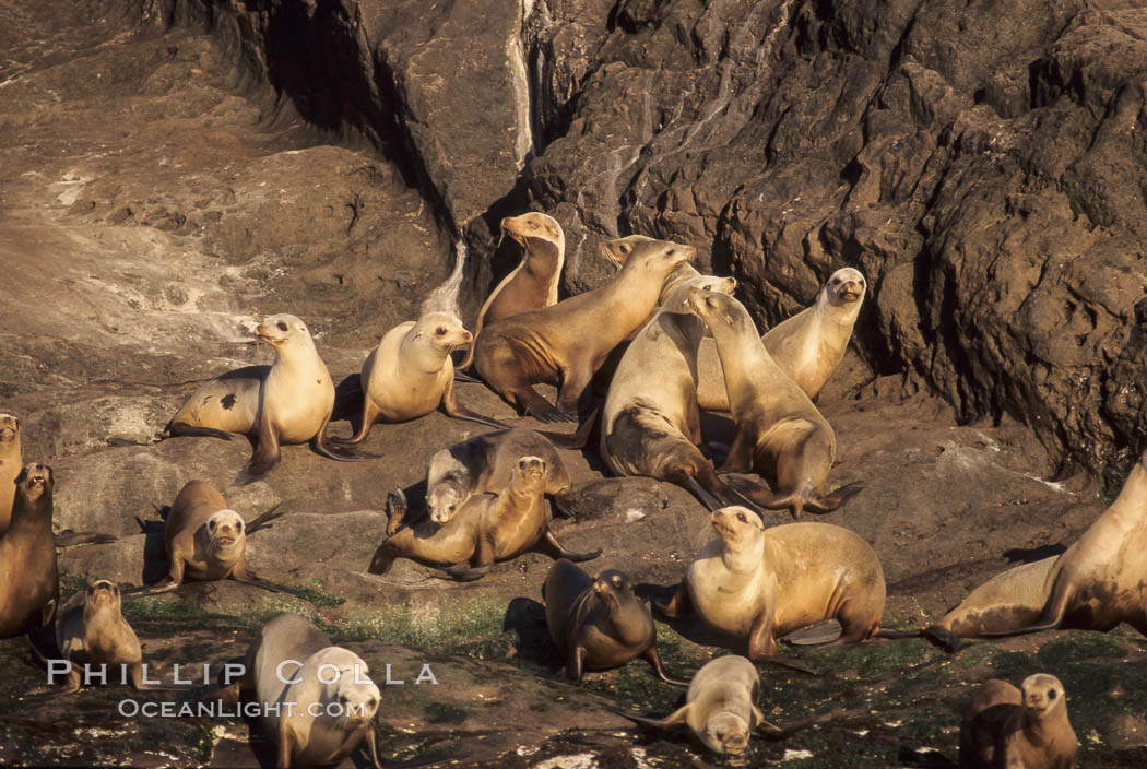 California sea lions, hauled out at rookery/colony, Baja California., Zalophus californianus, natural history stock photograph, photo id 05024