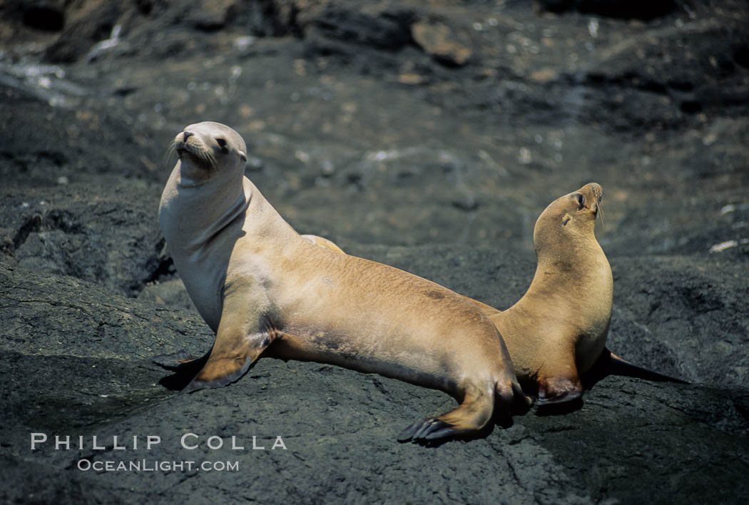 California sea lions, Baja California., Zalophus californianus, natural history stock photograph, photo id 05032