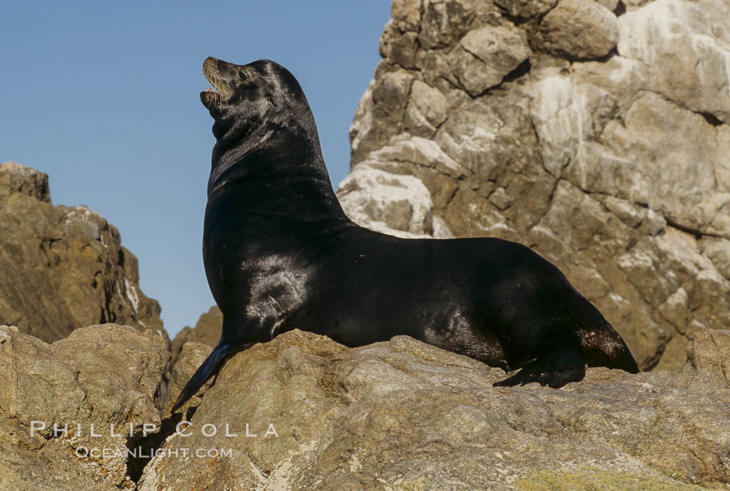 California sea lions, Baja California., Zalophus californianus, natural history stock photograph, photo id 05036