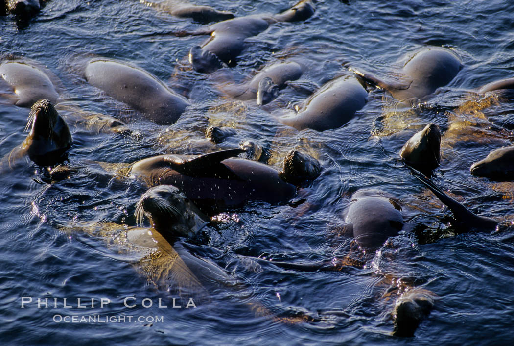 California sea lions, rafting/socializing/thermoregulating, Baja California., Zalophus californianus, natural history stock photograph, photo id 05040