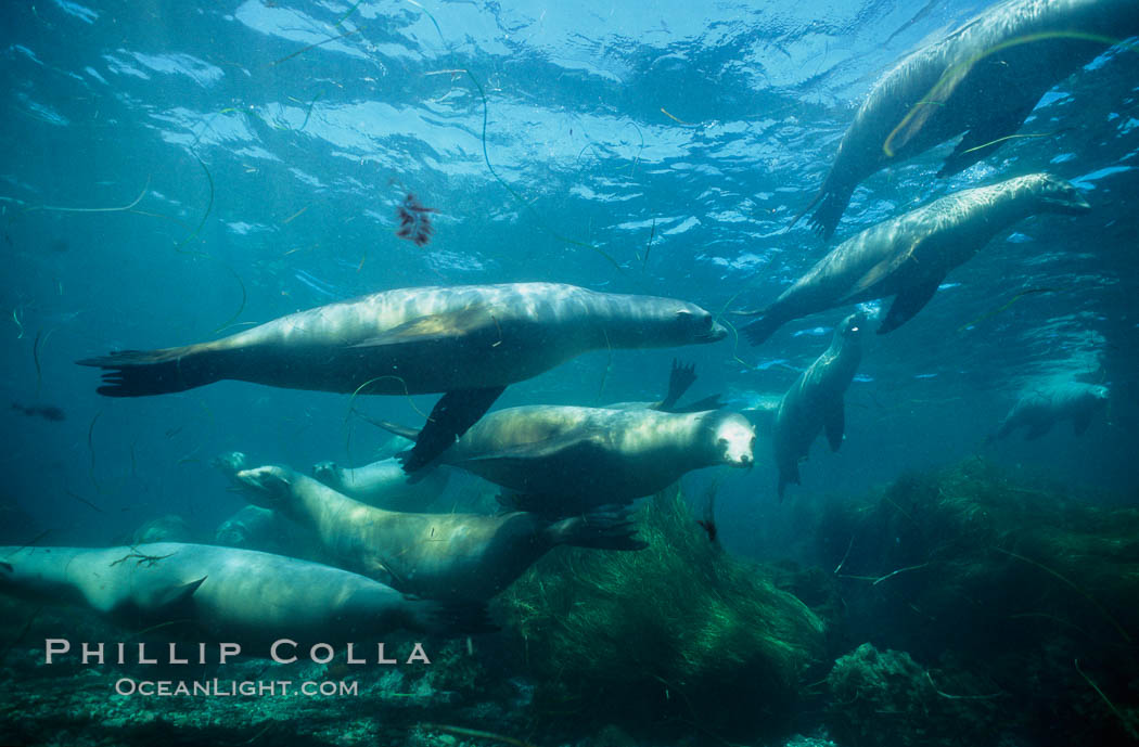 California sea lions, Baja California., Zalophus californianus, natural history stock photograph, photo id 05052
