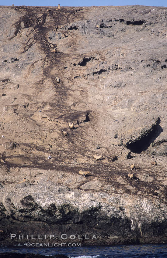 Sea lion trail on dirt slope above Webster Point sea lion rookery, Santa Barbara Island, Channel Islands National Marine Sanctuary. California, USA, Zalophus californianus, natural history stock photograph, photo id 06280