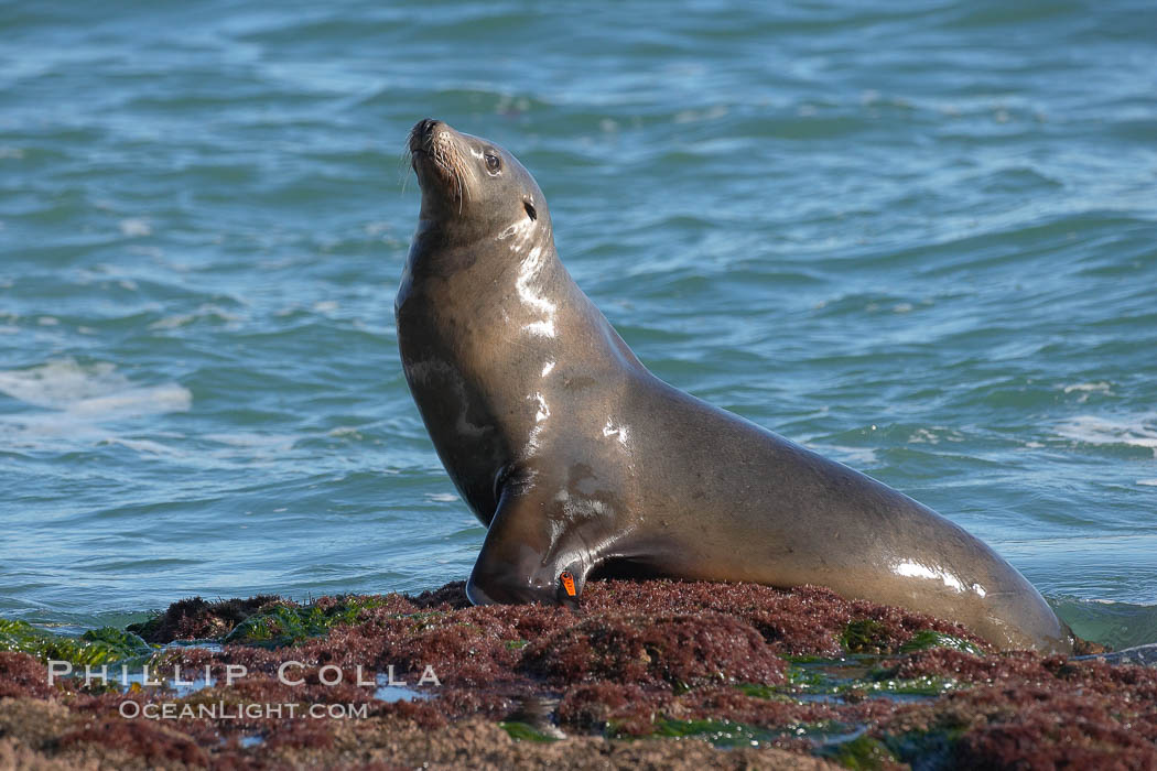 California sea lion wearing identification tag on left foreflipper. La Jolla, USA, Zalophus californianus, natural history stock photograph, photo id 18544