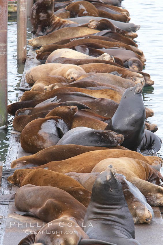 Sea lions hauled out on public docks in Astoria's East Mooring Basin.  This bachelor colony of adult males takes up residence for several weeks in late summer on public docks in Astoria after having fed upon migrating salmon in the Columbia River.  The sea lions can damage or even sink docks and some critics feel that they cost the city money in the form of lost dock fees. Oregon, USA, Zalophus californianus, natural history stock photograph, photo id 19428