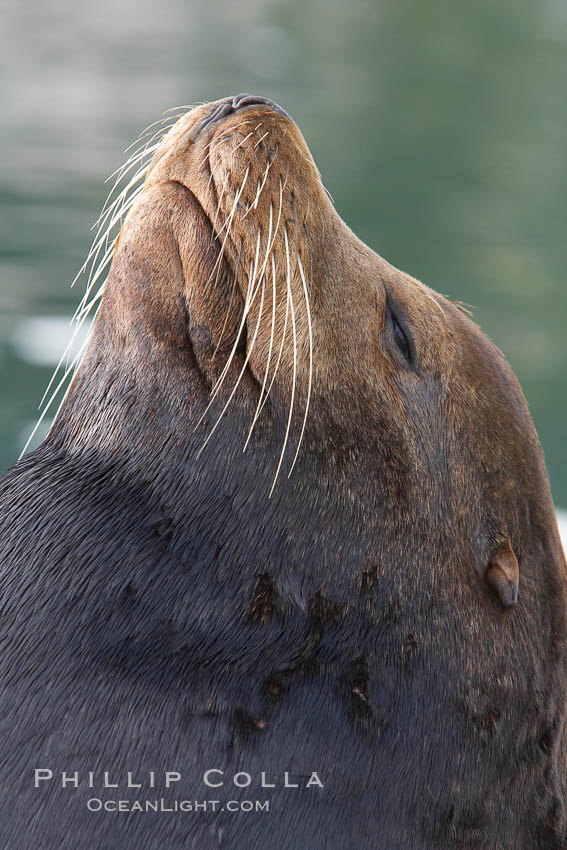 Sea lion head profile, showing small external ear, prominant forehead typical of adult males, whiskers.  This sea lion is hauled out on public docks in Astoria's East Mooring Basin.  This bachelor colony of adult males takes up residence for several weeks in late summer on public docks in Astoria after having fed upon migrating salmon in the Columbia River.  The sea lions can damage or even sink docks and some critics feel that they cost the city money in the form of lost dock fees. Oregon, USA, Zalophus californianus, natural history stock photograph, photo id 19432