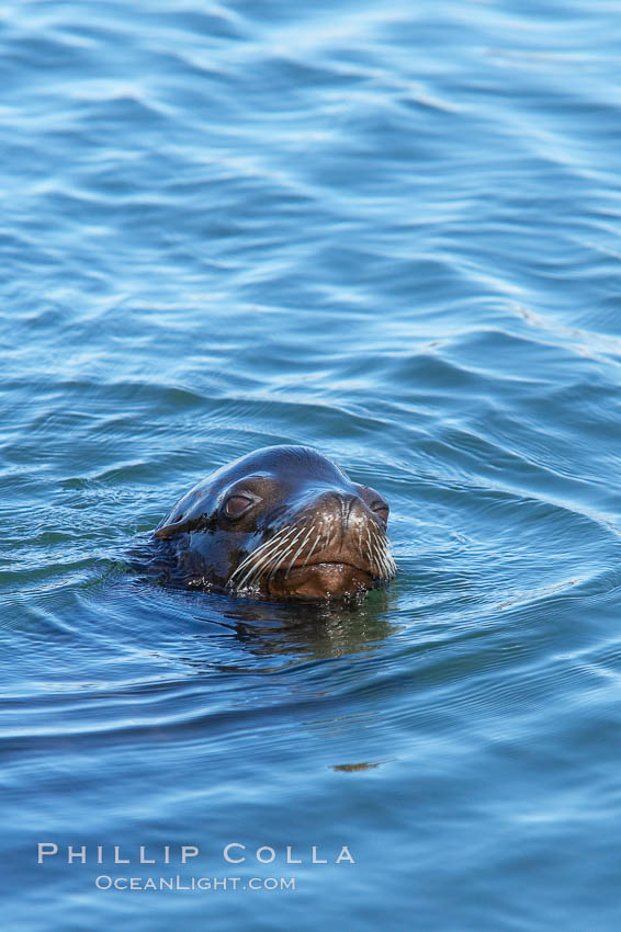 California sea lion swimming. Columbia River, Astoria, Oregon, USA, Zalophus californianus, natural history stock photograph, photo id 19436