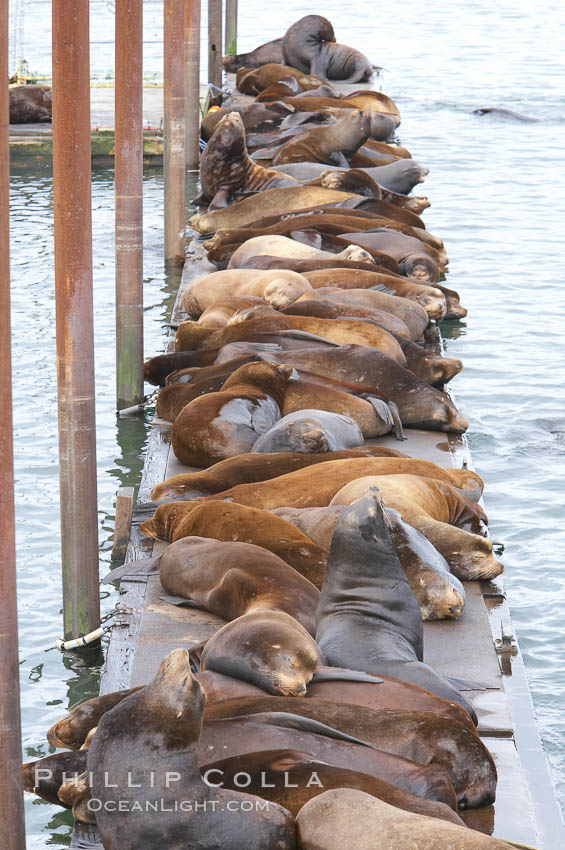 Sea lions hauled out on public docks in Astoria's East Mooring Basin.  This bachelor colony of adult males takes up residence for several weeks in late summer on public docks in Astoria after having fed upon migrating salmon in the Columbia River.  The sea lions can damage or even sink docks and some critics feel that they cost the city money in the form of lost dock fees., Zalophus californianus, natural history stock photograph, photo id 19440