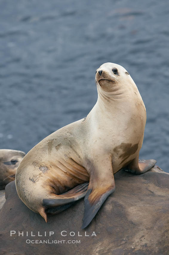 California sea lion hauled out on rocks beside the ocean. La Jolla, USA, Zalophus californianus, natural history stock photograph, photo id 20132