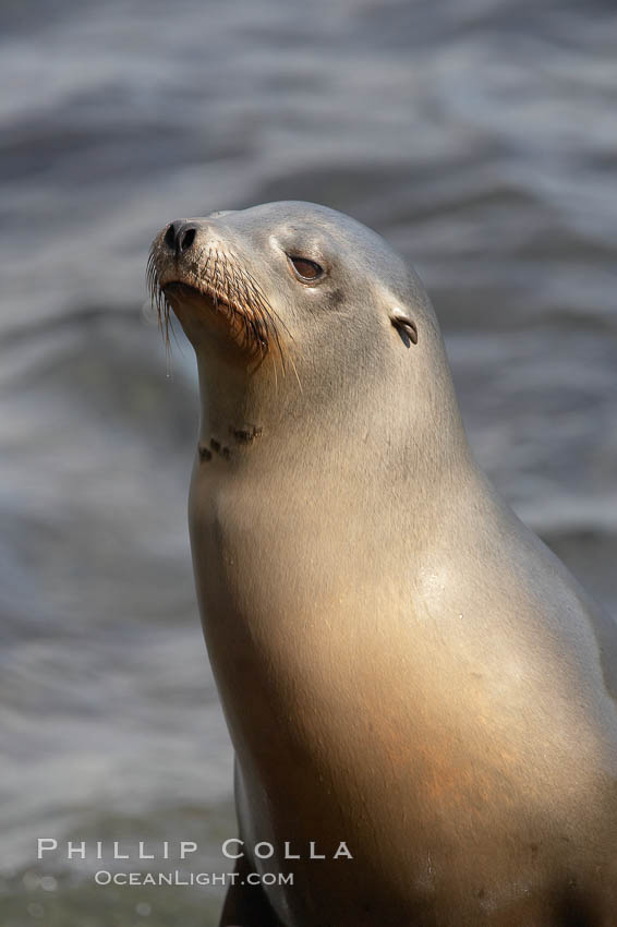 Sea lion portrait, hauled out on rocks beside the ocean. La Jolla, California, USA, Zalophus californianus, natural history stock photograph, photo id 20208