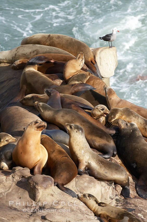 California sea lions hauled out on rocks beside the ocean. La Jolla, USA, Zalophus californianus, natural history stock photograph, photo id 20240