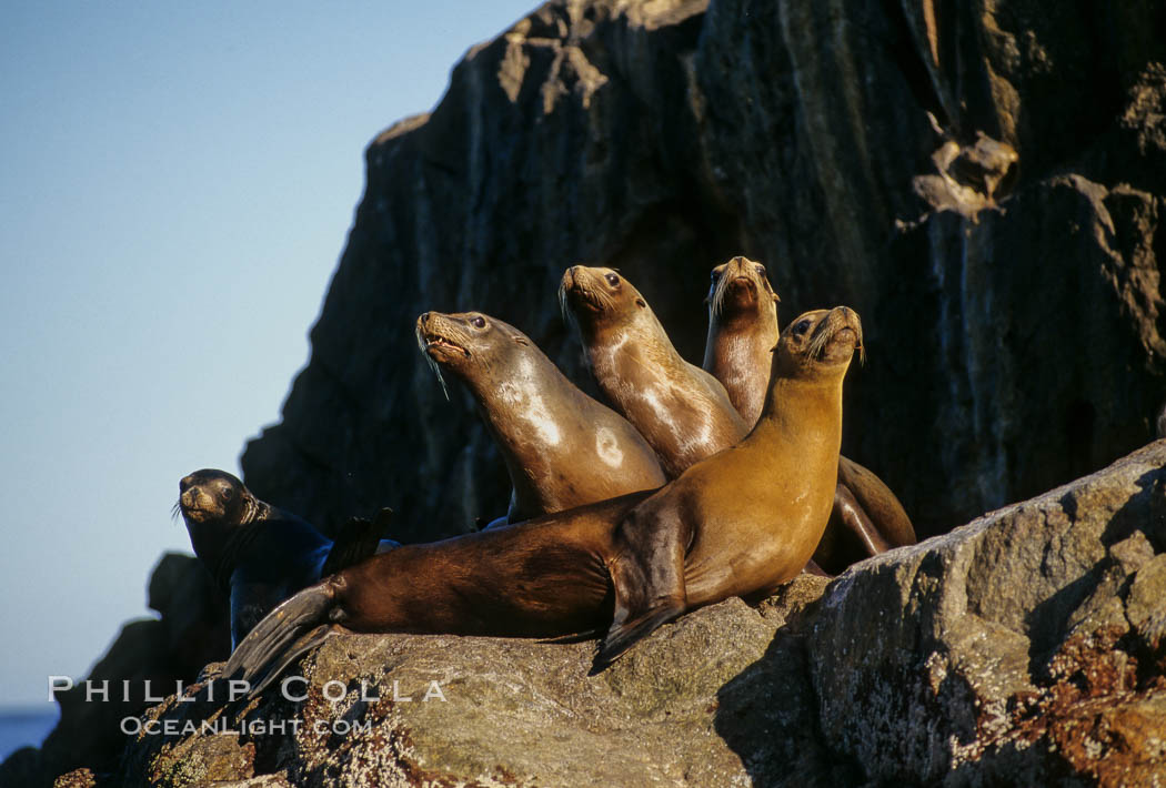 California sea lion, Sea of Cortez., Zalophus californianus, natural history stock photograph, photo id 00299