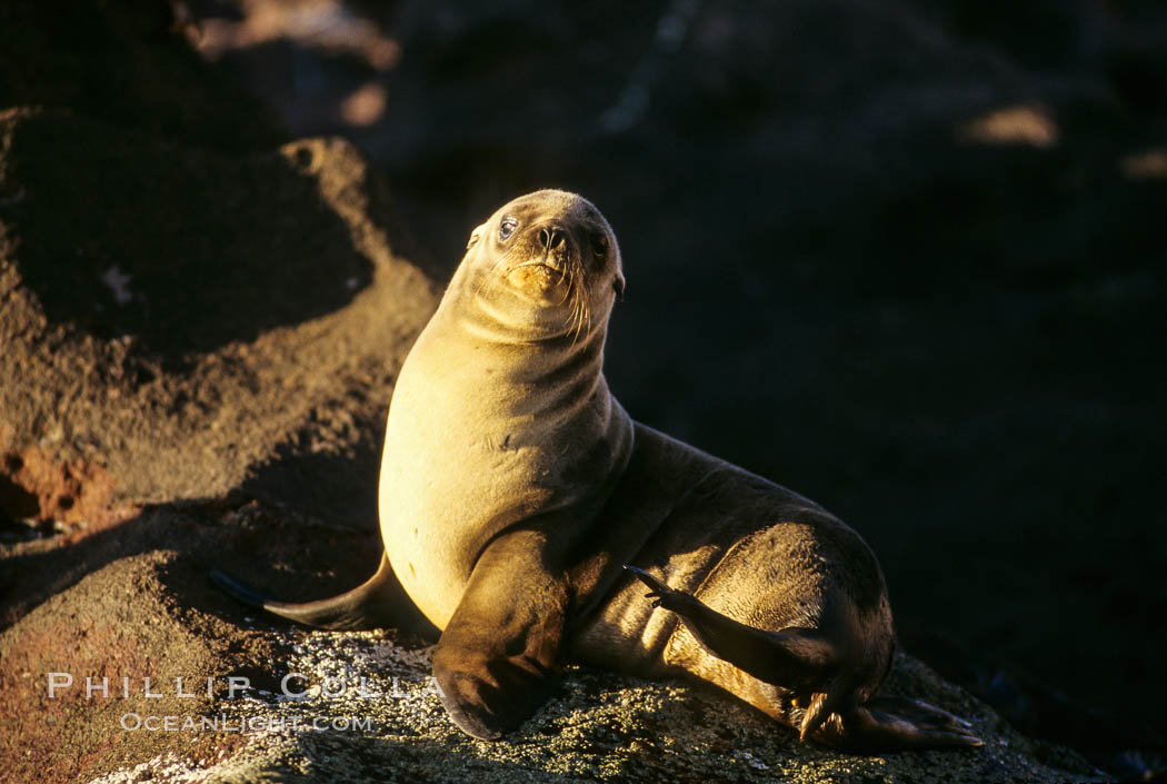 California sea lion, Sea of Cortez., Zalophus californianus, natural history stock photograph, photo id 00959