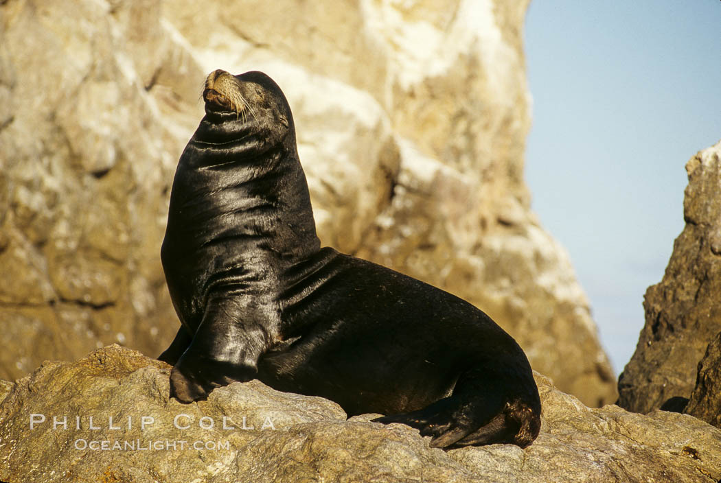 California sea lion, adult male, Sea of Cortez., Zalophus californianus, natural history stock photograph, photo id 00963