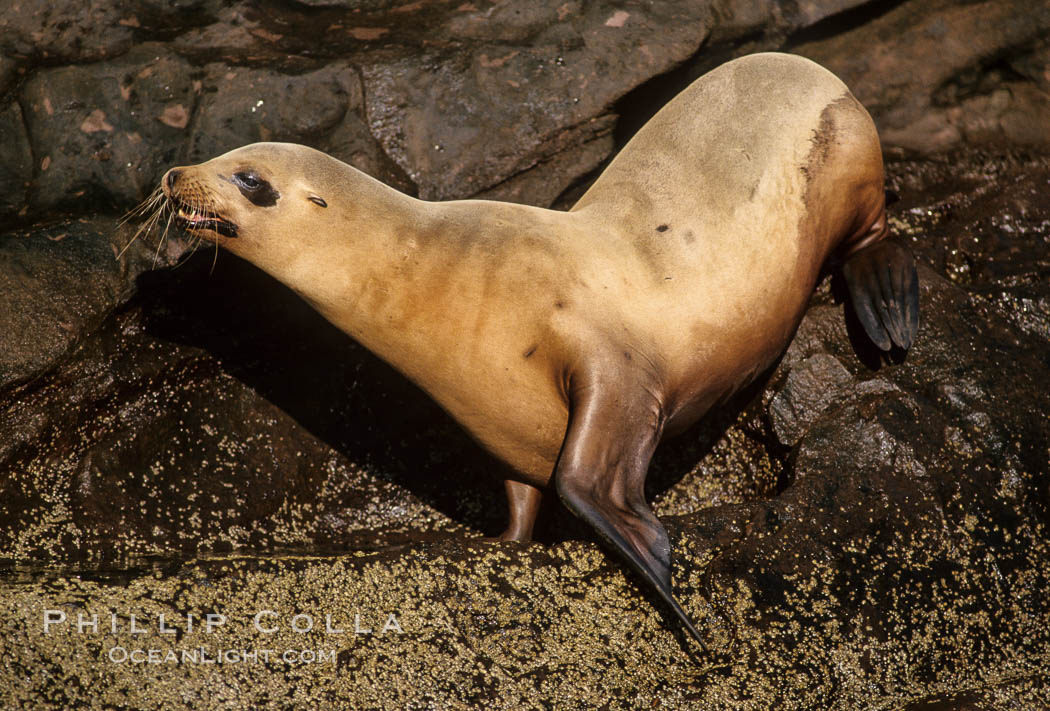 California sea lion, Coronado Islands. Coronado Islands (Islas Coronado), Baja California, Mexico, Zalophus californianus, natural history stock photograph, photo id 02923