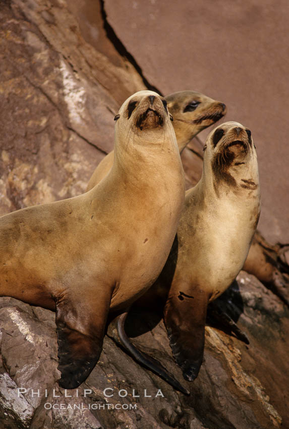 California sea lions, Coronado Islands. Coronado Islands (Islas Coronado), Baja California, Mexico, Zalophus californianus, natural history stock photograph, photo id 02935