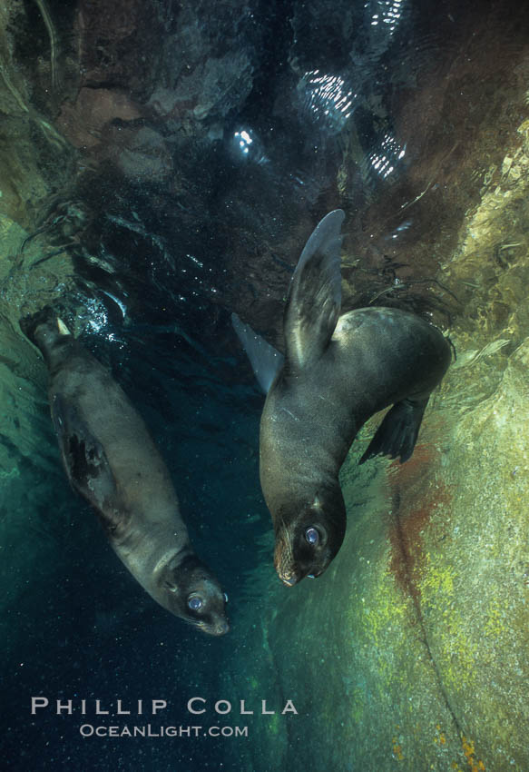California sea lions, juveniles, Los Islotes., Zalophus californianus, natural history stock photograph, photo id 04759