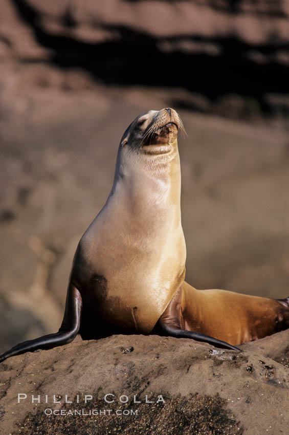 California sea lion, Baja California., Zalophus californianus, natural history stock photograph, photo id 05019