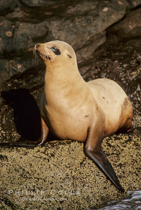 California sea lion, Baja California., Zalophus californianus, natural history stock photograph, photo id 05023
