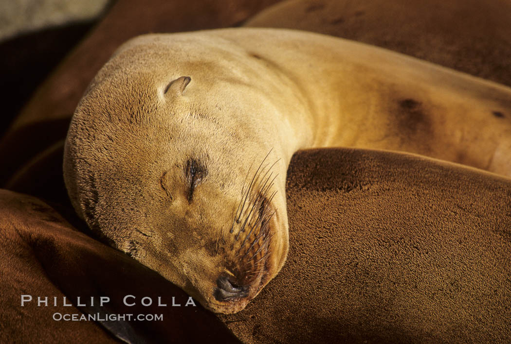 California sea lions, Baja California., Zalophus californianus, natural history stock photograph, photo id 05031