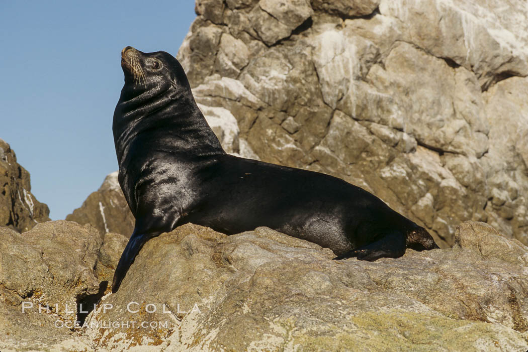 California sea lion, adult male, Sea of Cortez., Zalophus californianus, natural history stock photograph, photo id 05035