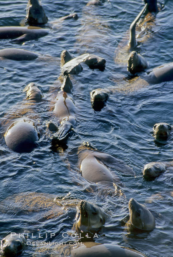 California sea lions, rafting/socializing/thermoregulating, Baja California., Zalophus californianus, natural history stock photograph, photo id 05039