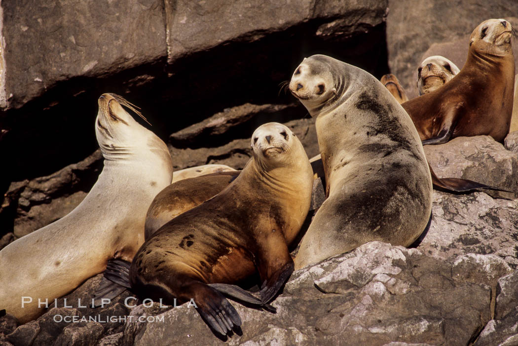 California sea lions, hauled out at rookery/colony, Baja California., Zalophus californianus, natural history stock photograph, photo id 05047