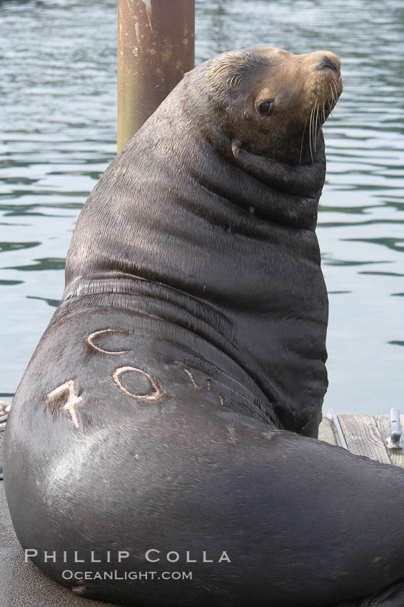A bull sea lion shows a brand burned into its hide by the Oregon Department of Fish and Wildlife, to monitor it from season to season as it travels between California, Oregon and Washington.  Some California sea lions, such as this one C-704, prey upon migrating salmon that gather in the downstream waters and fish ladders of Bonneville Dam on the Columbia River.  The "C" in its brand denotes Columbia River. These  sea lions also form bachelor colonies that haul out on public docks in Astoria's East Mooring Basin and elsewhere, where they can damage or even sink docks. USA, Zalophus californianus, natural history stock photograph, photo id 19419