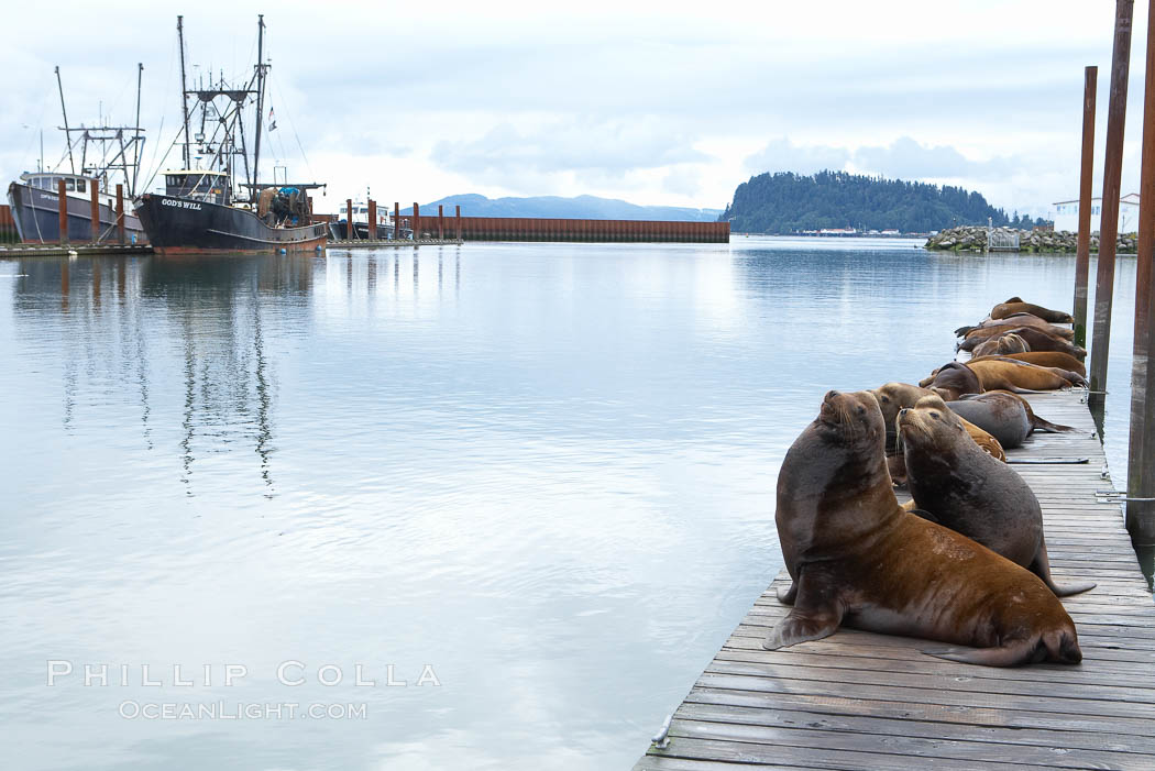 Sea lions hauled out on public docks in Astoria's East Mooring Basin.  This bachelor colony of adult males takes up residence for several weeks in late summer on public docks in Astoria after having fed upon migrating salmon in the Columbia River.  The sea lions can damage or even sink docks and some critics feel that they cost the city money in the form of lost dock fees. Oregon, USA, Zalophus californianus, natural history stock photograph, photo id 19423