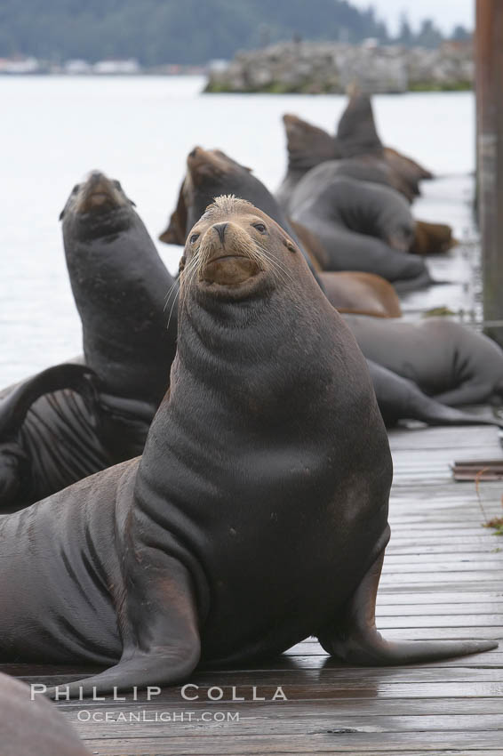 Sea lions hauled out on public docks in Astoria's East Mooring Basin.  This bachelor colony of adult males takes up residence for several weeks in late summer on public docks in Astoria after having fed upon migrating salmon in the Columbia River.  The sea lions can damage or even sink docks and some critics feel that they cost the city money in the form of lost dock fees. Oregon, USA, Zalophus californianus, natural history stock photograph, photo id 19427