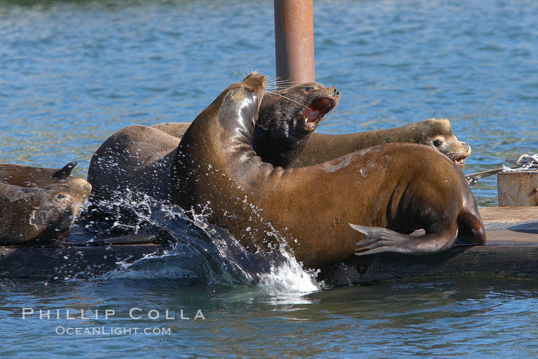 Sea lions hauled out on public docks in Astoria's East Mooring Basin.  This bachelor colony of adult males takes up residence for several weeks in late summer on public docks in Astoria after having fed upon migrating salmon in the Columbia River.  The sea lions can damage or even sink docks and some critics feel that they cost the city money in the form of lost dock fees. Oregon, USA, Zalophus californianus, natural history stock photograph, photo id 19435