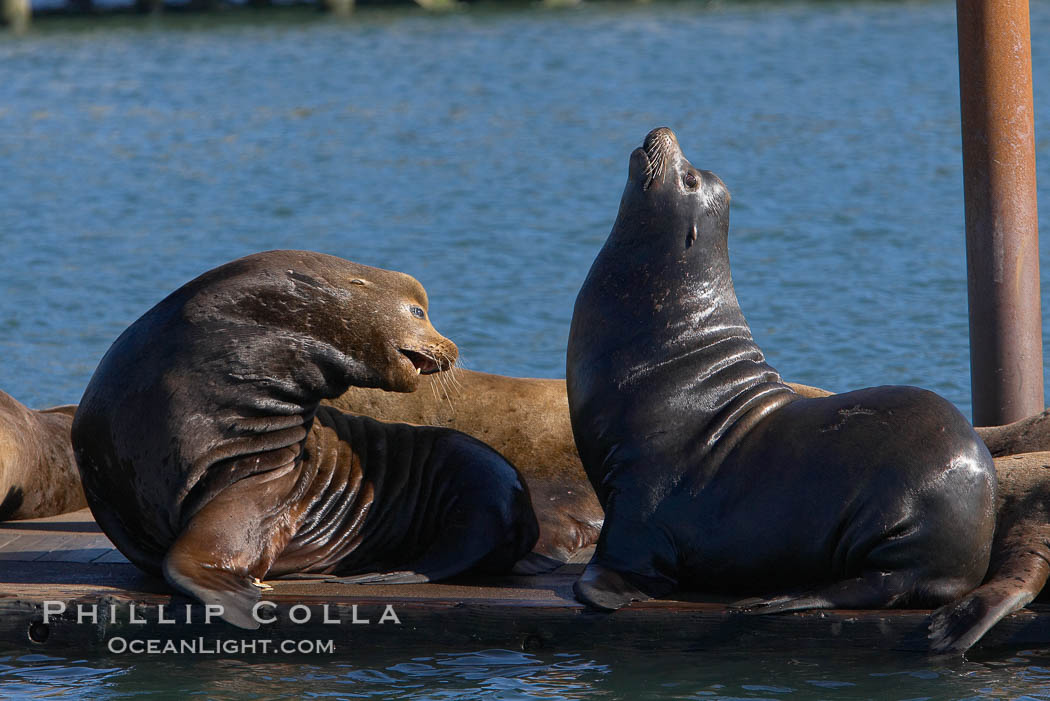 Sea lions hauled out on public docks in Astoria's East Mooring Basin.  This bachelor colony of adult males takes up residence for several weeks in late summer on public docks in Astoria after having fed upon migrating salmon in the Columbia River.  The sea lions can damage or even sink docks and some critics feel that they cost the city money in the form of lost dock fees., Zalophus californianus, natural history stock photograph, photo id 19443