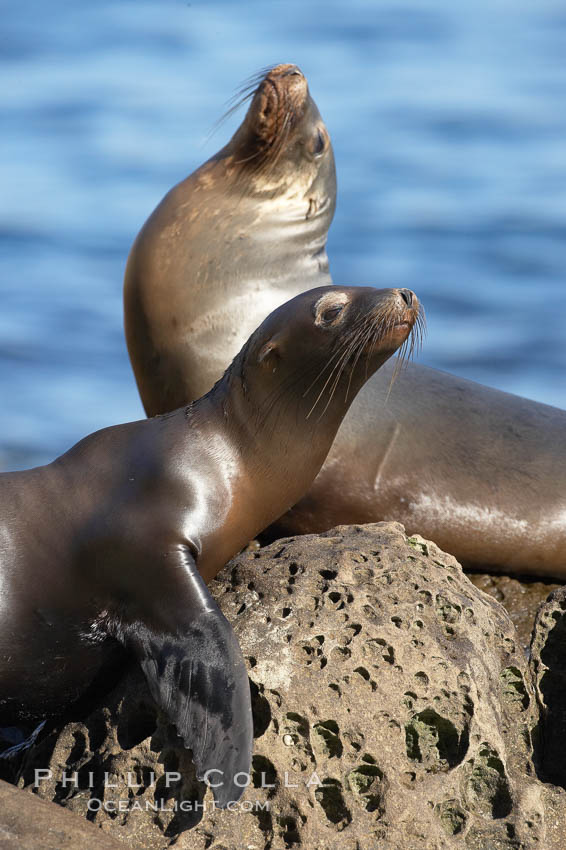 California sea lion hauled out on rocks beside the ocean. La Jolla, USA, Zalophus californianus, natural history stock photograph, photo id 19947