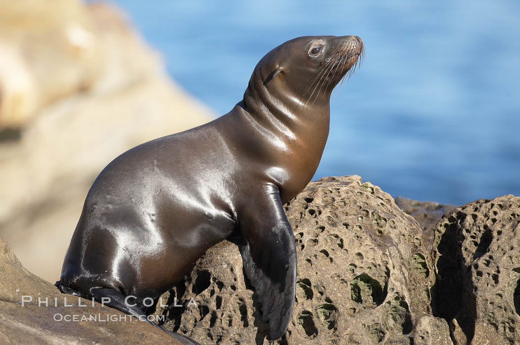 California sea lion hauled out on rocks beside the ocean., Zalophus californianus, natural history stock photograph, photo id 19971